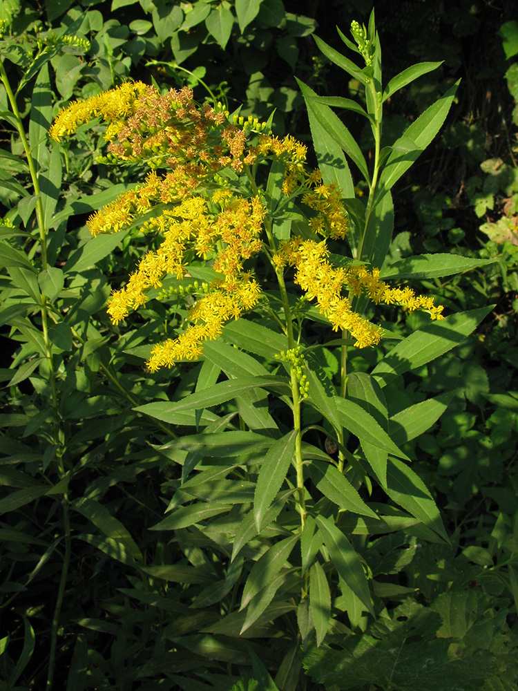 Image of Solidago canadensis specimen.