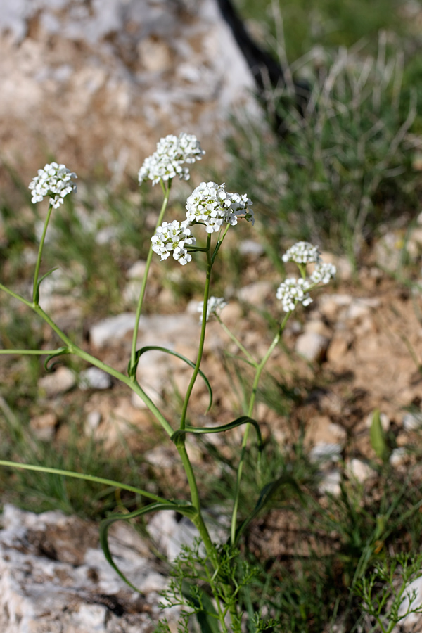 Image of Stubendorffia lipskyi specimen.