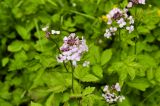 Cardamine macrophylla