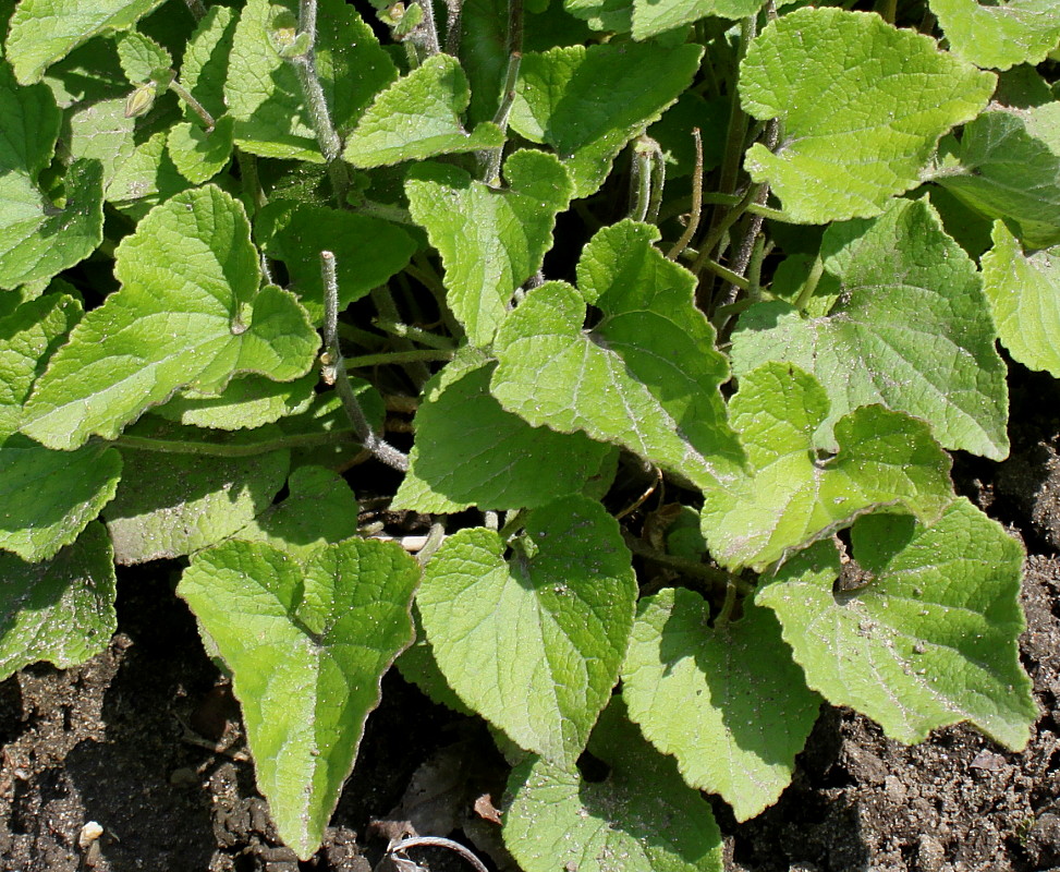 Изображение особи Campanula alliariifolia.