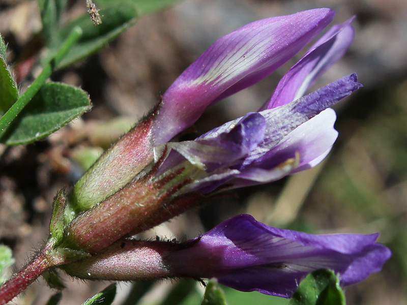 Изображение особи Astragalus oreades.
