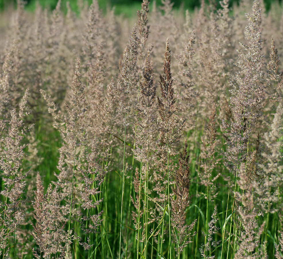 Image of Calamagrostis epigeios specimen.