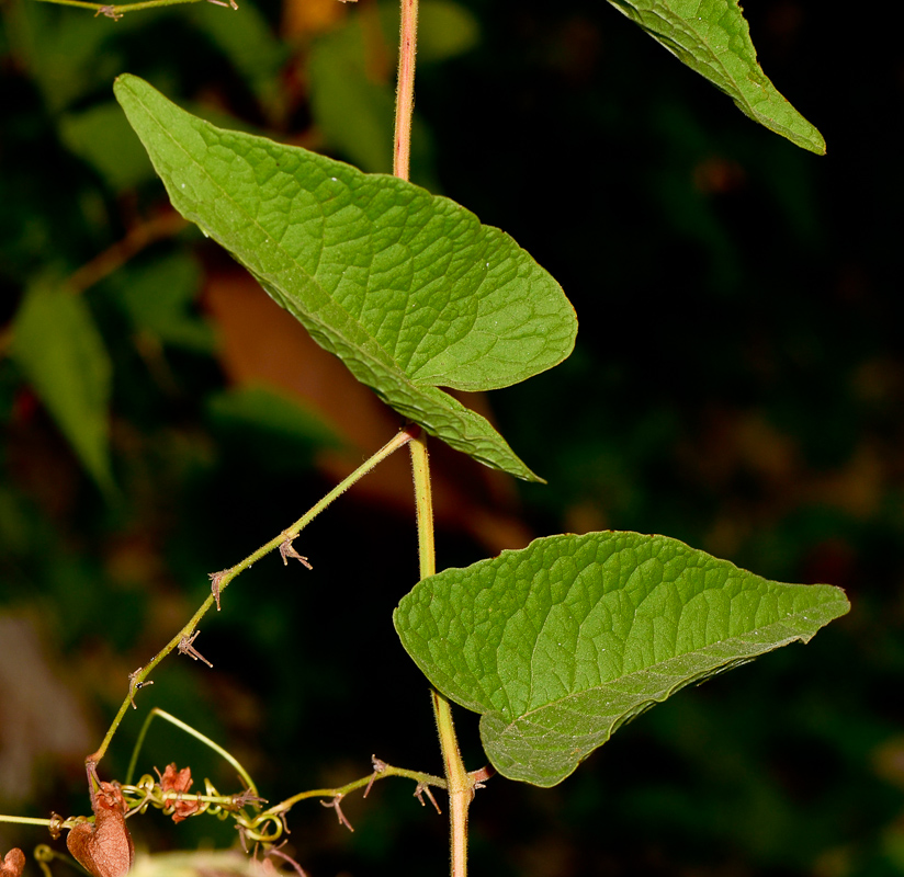 Изображение особи Antigonon leptopus.