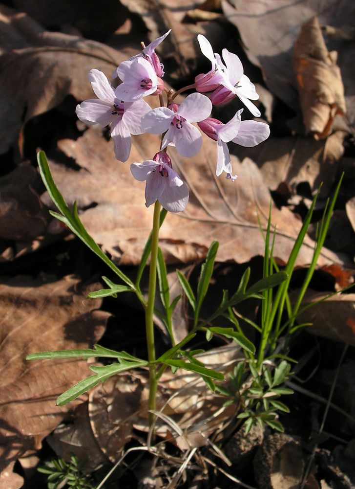 Изображение особи Cardamine trifida.