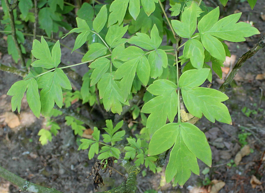 Изображение особи Paeonia rockii.