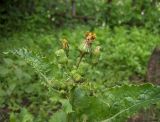 Sonchus asper. Верхушка растения с бутонами. Курская обл., Железногорский р-н, пос. Каменец, дачи Жуковец, огород. 13 июля 2007 г.