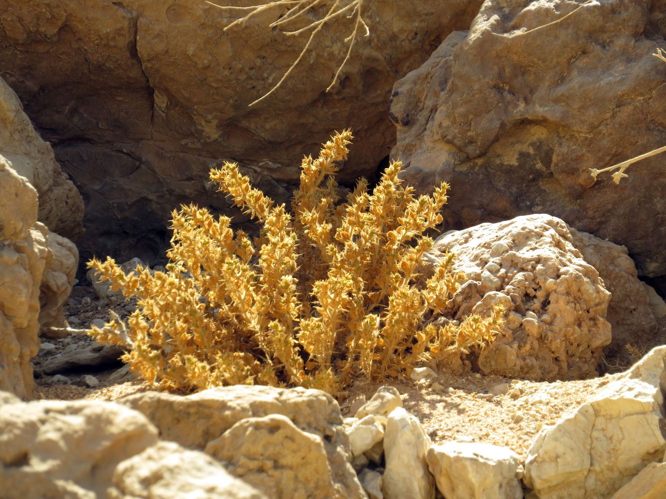 Image of Fagonia mollis specimen.