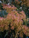 Ailanthus altissima. Соплодия. Греция, Центральная Македония, ном Иматия, окр. г. Вергина. 21.07.2013.