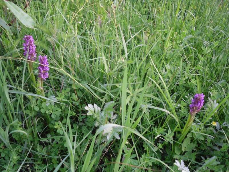 Изображение особи Dactylorhiza incarnata.