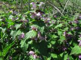 Lamium maculatum