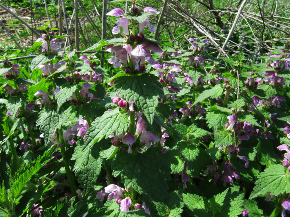 Image of Lamium maculatum specimen.