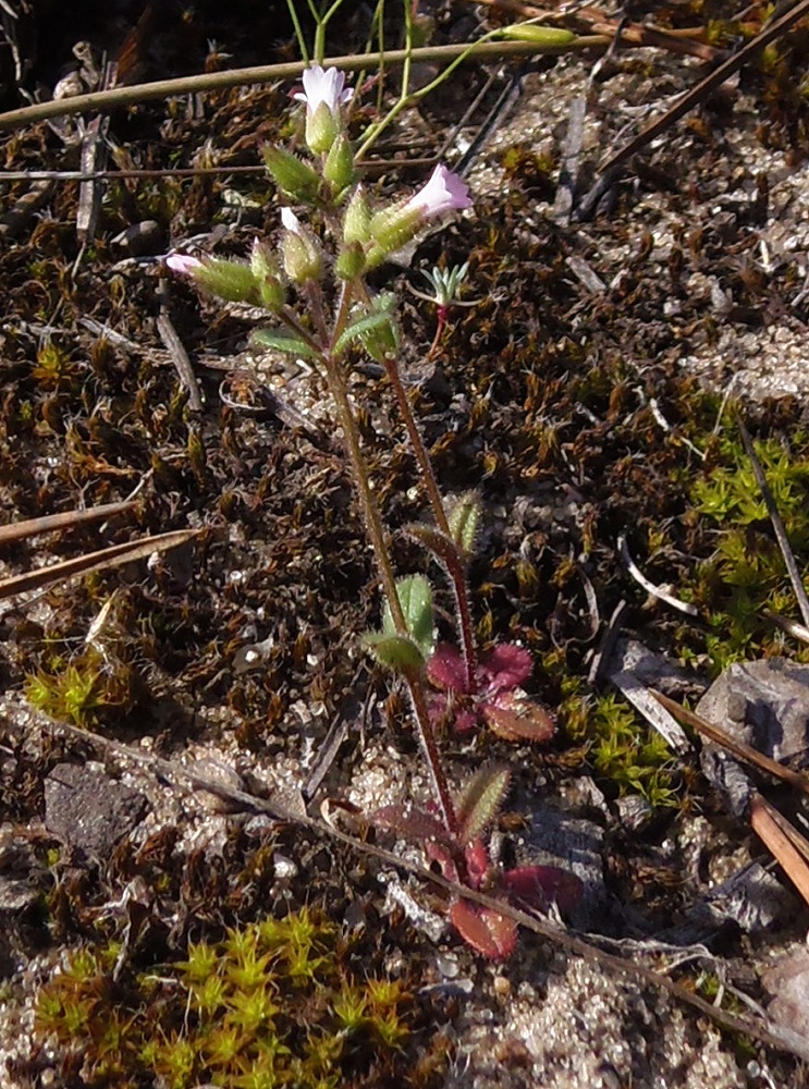 Image of Cerastium pseudobulgaricum specimen.