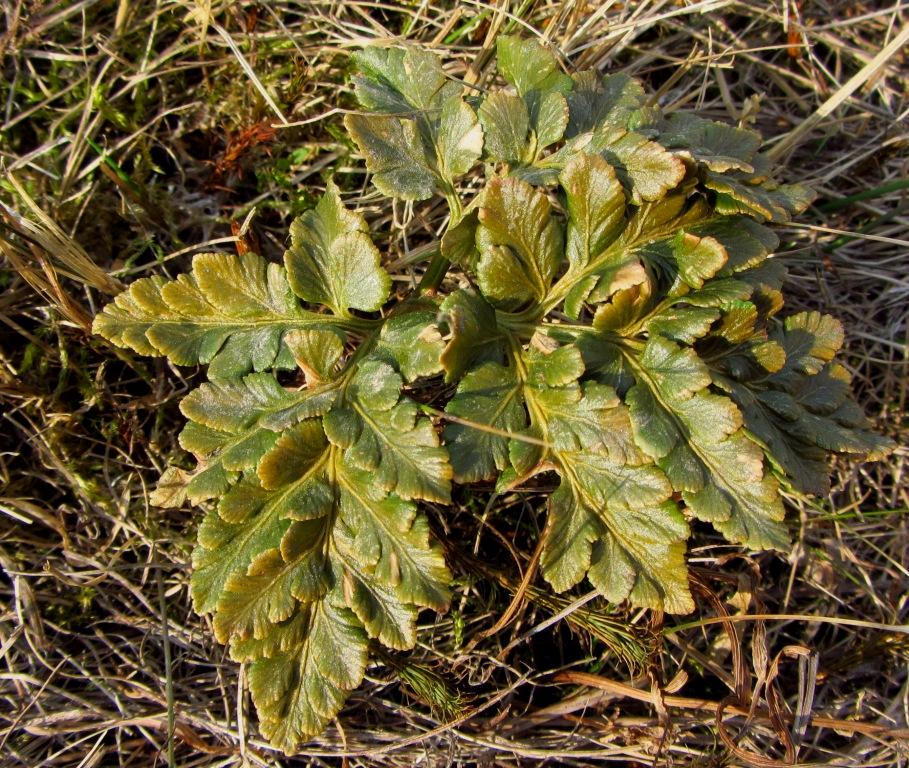 Image of Botrychium robustum specimen.