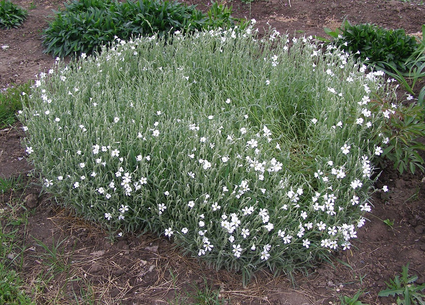 Image of Cerastium argenteum specimen.