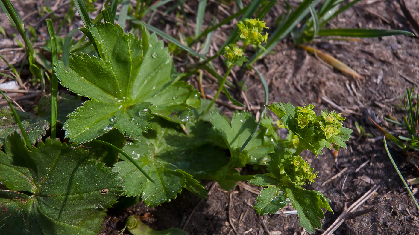 Image of genus Alchemilla specimen.