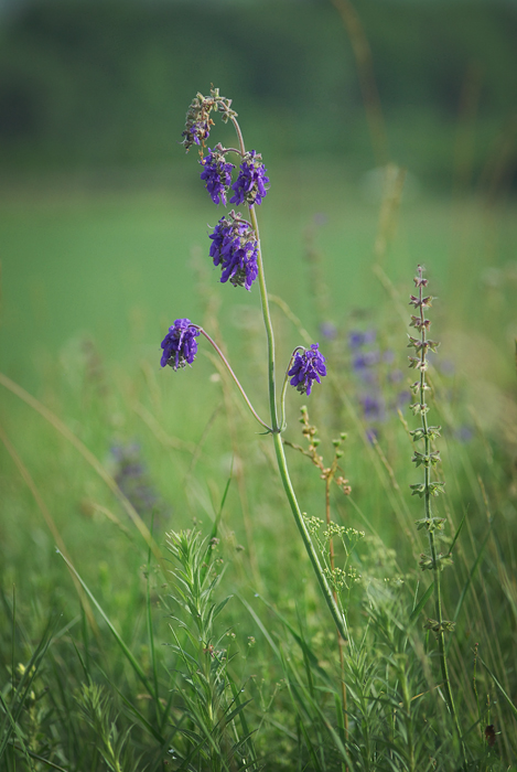 Изображение особи Salvia nutans.