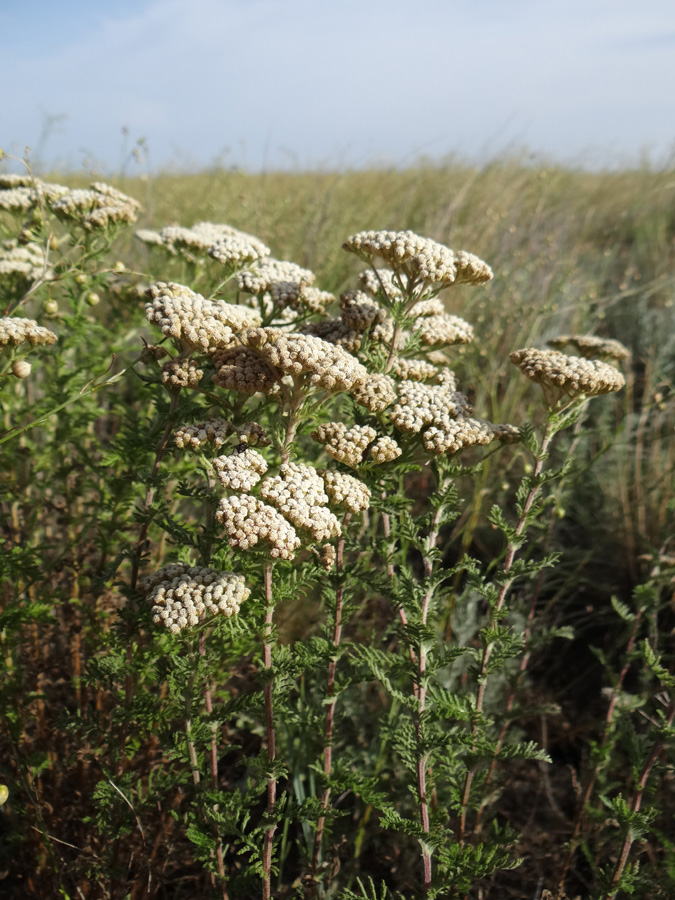 Image of Achillea setacea specimen.