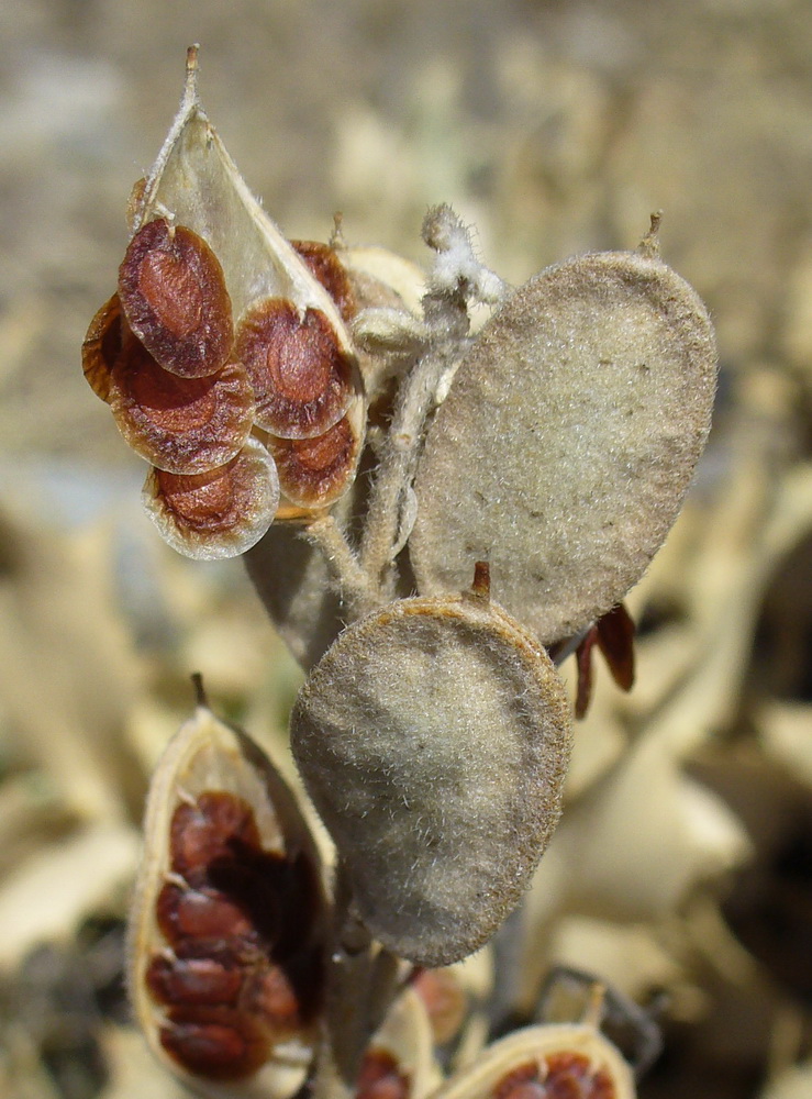 Image of Fibigia clypeata specimen.