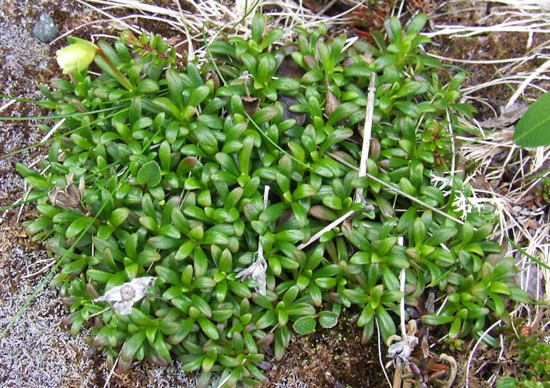 Image of Diapensia lapponica specimen.