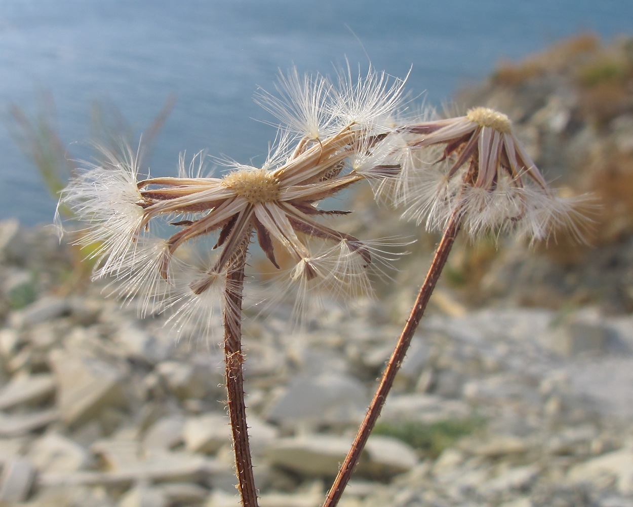 Image of Crepis rhoeadifolia specimen.