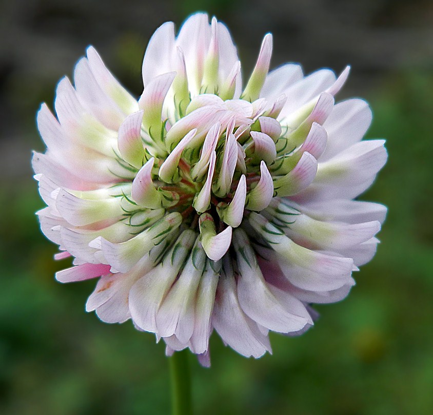 Image of Trifolium repens specimen.