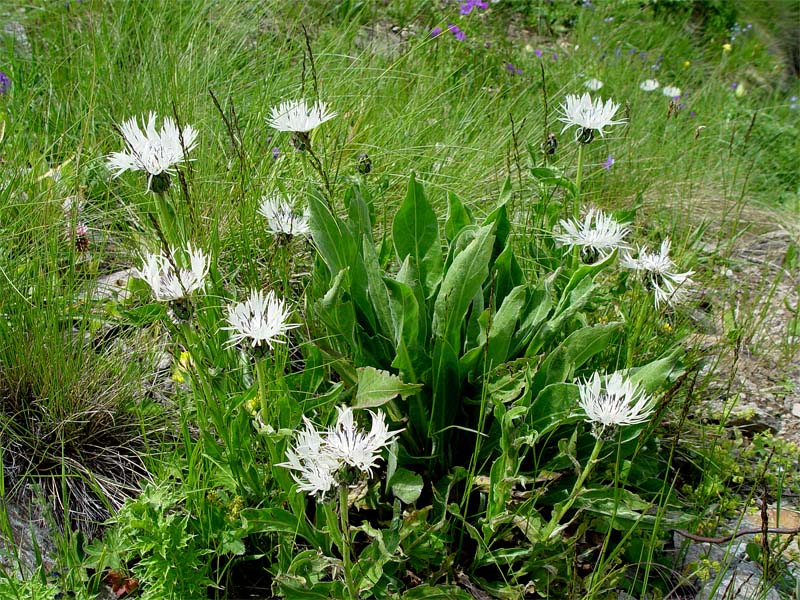 Image of Centaurea cheiranthifolia specimen.