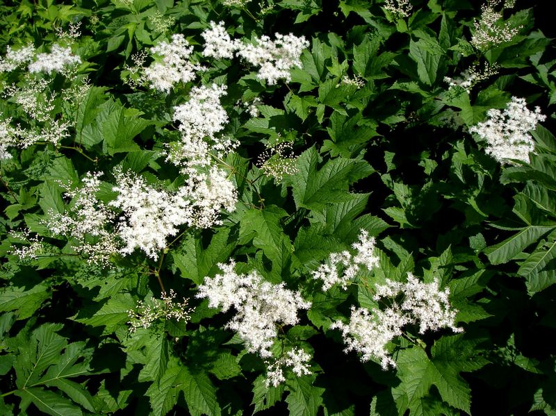 Image of Filipendula camtschatica specimen.