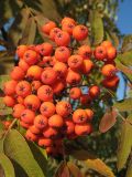 Sorbus sibirica. Соплодие. Томская обл., окр. г. Томск, заброшенный садовый участок. 09.09.2009.