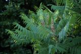 Rhus typhina