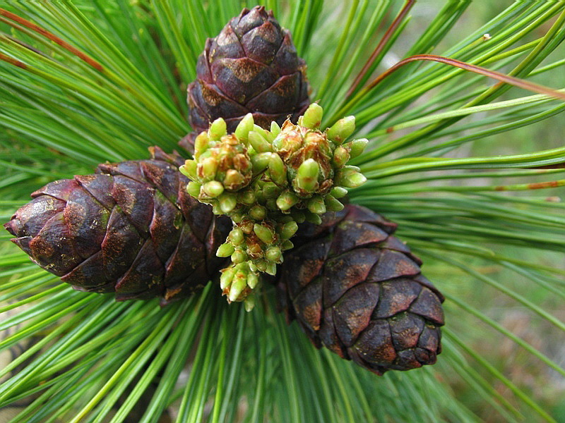 Image of Pinus pumila specimen.