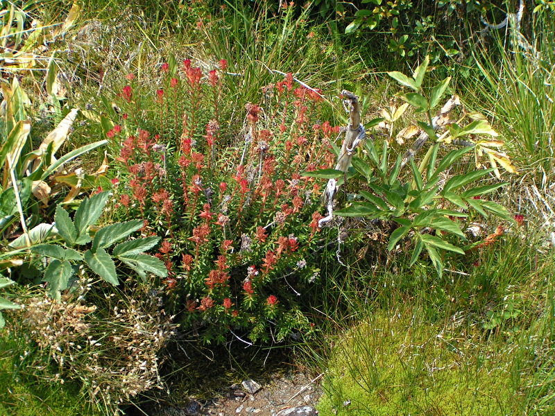 Image of Rhodiola algida specimen.