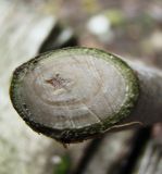 genus Populus