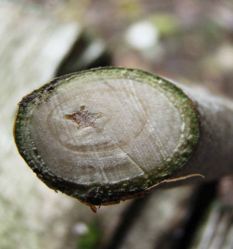 Image of genus Populus specimen.