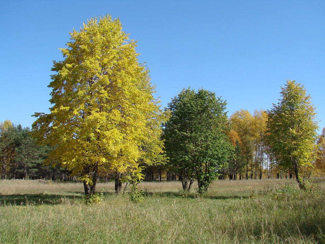 Image of Tilia cordata specimen.