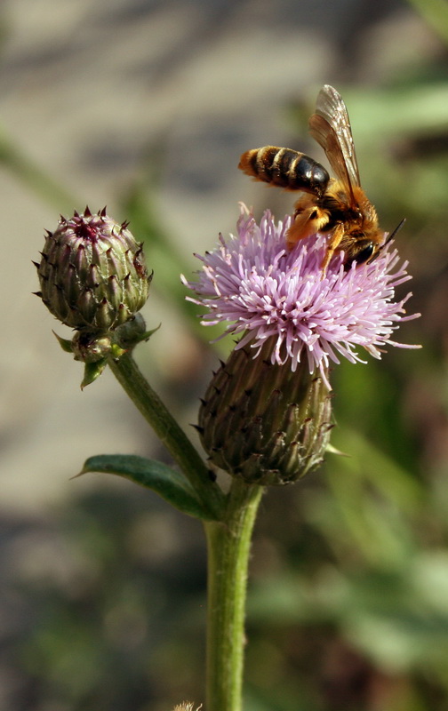 Image of Cirsium setosum specimen.