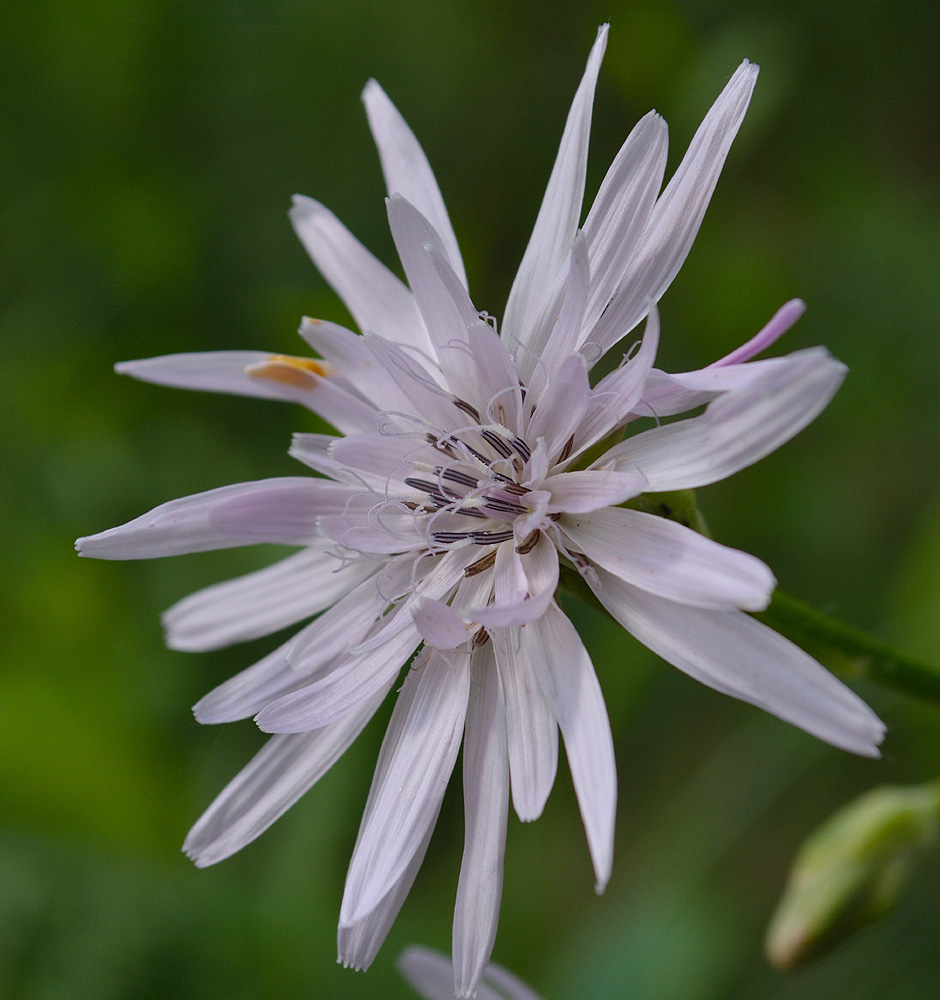 Image of Scorzonera purpurea specimen.