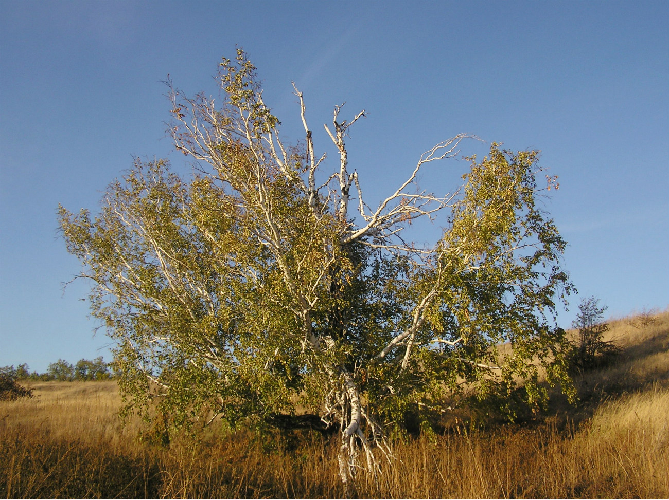 Image of Betula pendula specimen.