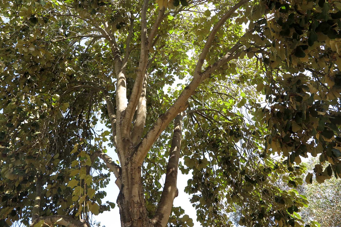 Image of Pterospermum acerifolium specimen.