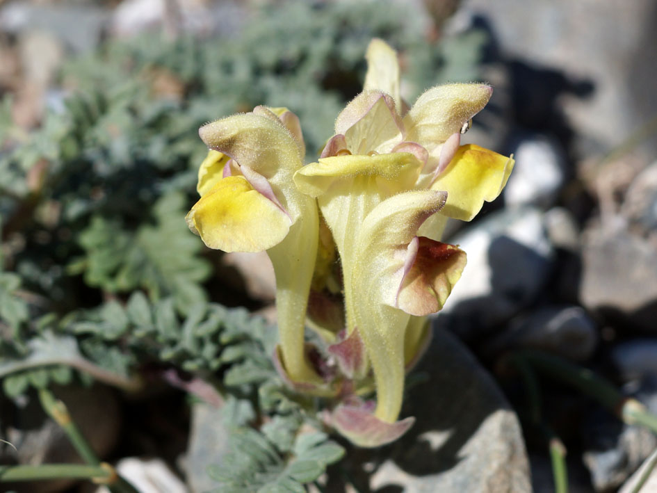 Изображение особи Scutellaria przewalskii.