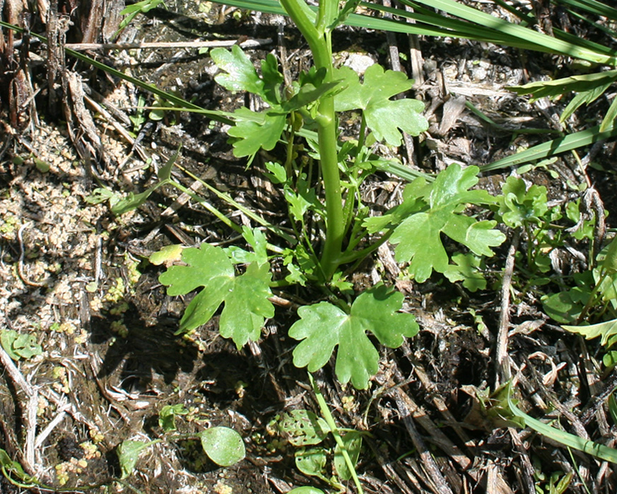 Image of Ranunculus sceleratus specimen.