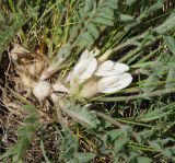 Astragalus testiculatus. Соцветие и основания листьев. Восточный Казахстан, г. Усть-Каменогорск, восточные окр., Лесхоз, сопка. 28.05.2015.