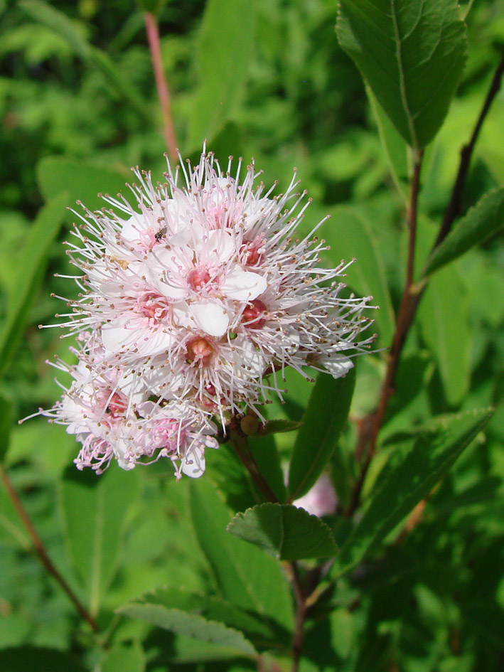 Image of Spiraea humilis specimen.