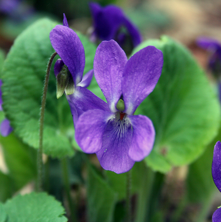 Изображение особи род Viola.