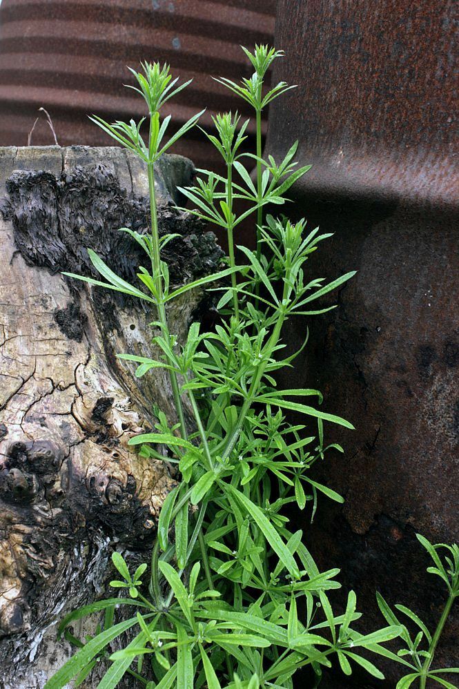 Image of Galium aparine specimen.