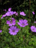 Geranium pyrenaicum