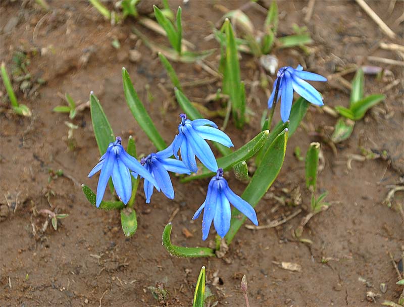 Image of Scilla armena specimen.