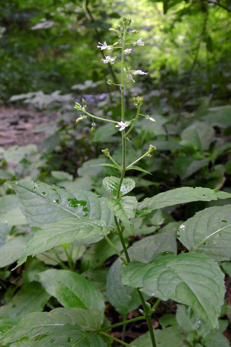 Image of Circaea lutetiana specimen.