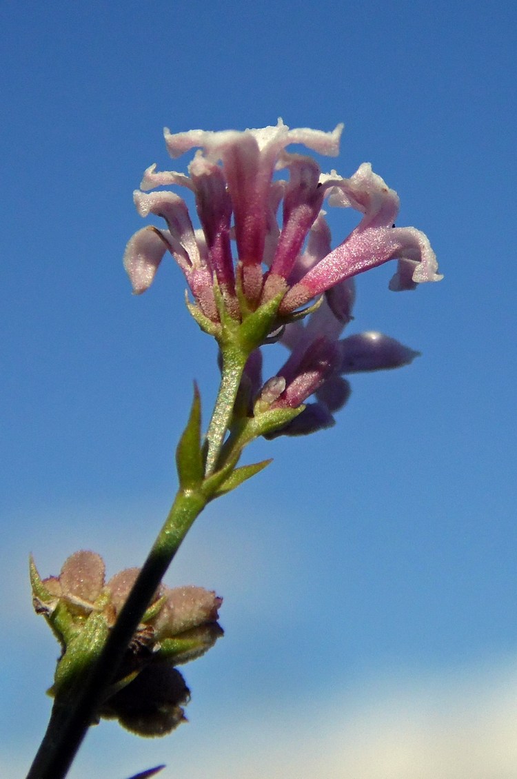 Image of Asperula biebersteinii specimen.