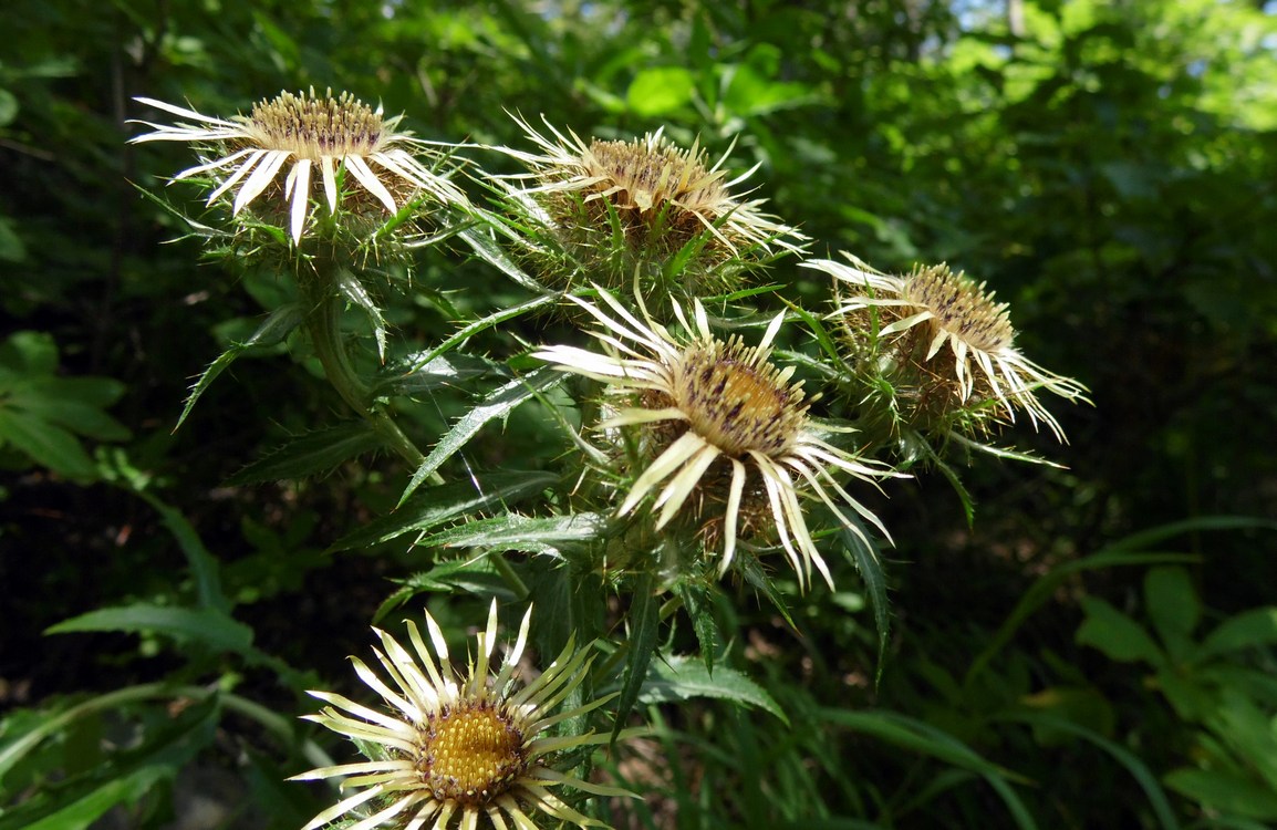 Изображение особи Carlina biebersteinii.