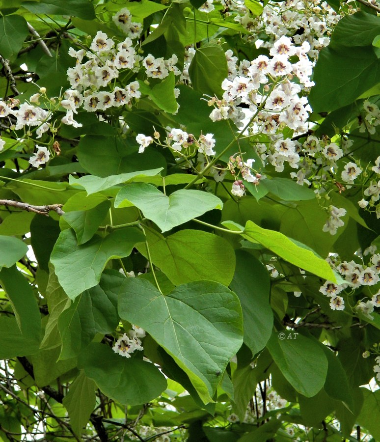 Image of Catalpa bignonioides specimen.